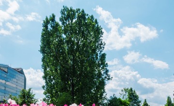 FOTO: V Poprade prebieha výsadba letničiek