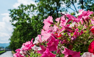 FOTO: V Poprade prebieha výsadba letničiek