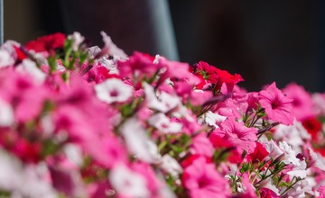 FOTO: V Poprade prebieha výsadba letničiek