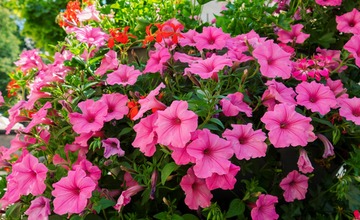 FOTO: V Poprade prebieha výsadba letničiek