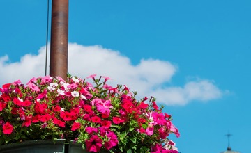 FOTO: V Poprade prebieha výsadba letničiek