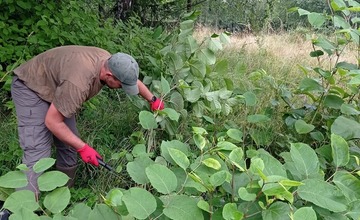 FOTO: Z Vysokých Tatier sa vyzbierali viac ako dve tony Pohánkovca japonského