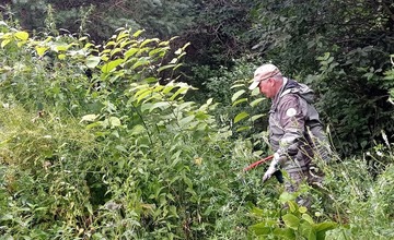 FOTO: Z Vysokých Tatier sa vyzbierali viac ako dve tony Pohánkovca japonského