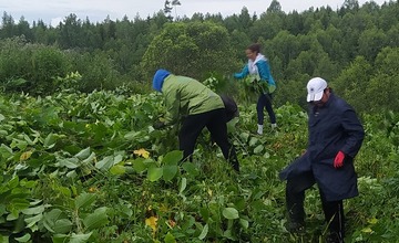FOTO: Z Vysokých Tatier sa vyzbierali viac ako dve tony Pohánkovca japonského
