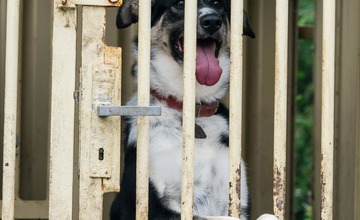 FOTO: O opustené psíky v Poprade bude lepšie postarané. Mestský útulok prešiel výraznou zmenou