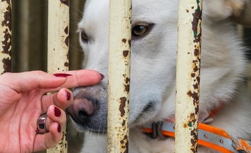 FOTO: O opustené psíky v Poprade bude lepšie postarané. Mestský útulok prešiel výraznou zmenou