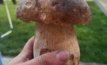 FOTO: Na hubárov sa v podtatranských lesoch počas víkendu usmialo šťastie