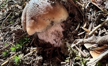 FOTO: Na hubárov sa v podtatranských lesoch počas víkendu usmialo šťastie