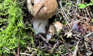 FOTO: Na hubárov sa v podtatranských lesoch počas víkendu usmialo šťastie