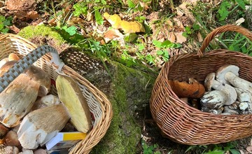 FOTO: Na hubárov sa v podtatranských lesoch počas víkendu usmialo šťastie