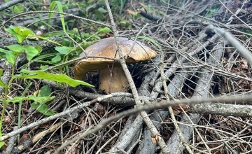 FOTO: Na hubárov sa v podtatranských lesoch počas víkendu usmialo šťastie