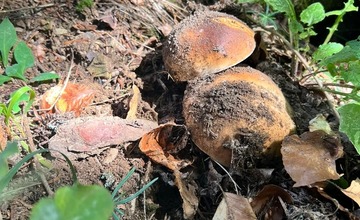 FOTO: Na hubárov sa v podtatranských lesoch počas víkendu usmialo šťastie