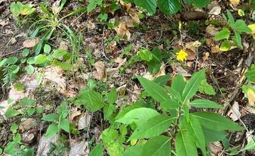 FOTO: Na hubárov sa v podtatranských lesoch počas víkendu usmialo šťastie
