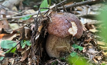 FOTO: Na hubárov sa v podtatranských lesoch počas víkendu usmialo šťastie