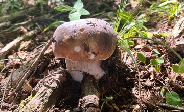 FOTO: Na hubárov sa v podtatranských lesoch počas víkendu usmialo šťastie