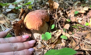 FOTO: Na hubárov sa v podtatranských lesoch počas víkendu usmialo šťastie