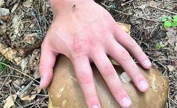 FOTO: Na hubárov sa v podtatranských lesoch počas víkendu usmialo šťastie