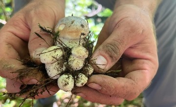 FOTO: Na hubárov sa v podtatranských lesoch počas víkendu usmialo šťastie