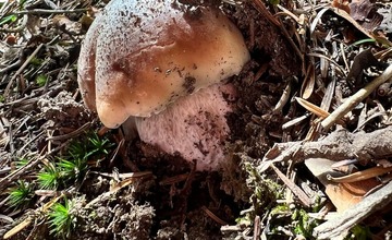 FOTO: Na hubárov sa v podtatranských lesoch počas víkendu usmialo šťastie