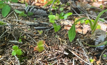 FOTO: Na hubárov sa v podtatranských lesoch počas víkendu usmialo šťastie