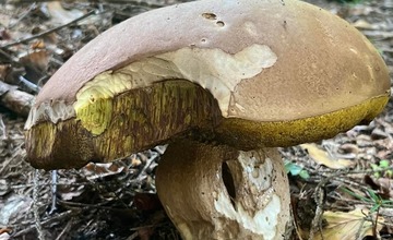 FOTO: Na hubárov sa v podtatranských lesoch počas víkendu usmialo šťastie