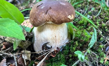 FOTO: Na hubárov sa v podtatranských lesoch počas víkendu usmialo šťastie