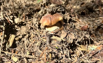 FOTO: Na hubárov sa v podtatranských lesoch počas víkendu usmialo šťastie