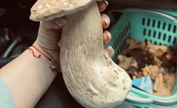 FOTO: Na hubárov sa v podtatranských lesoch počas víkendu usmialo šťastie