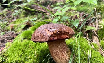 FOTO: Na hubárov sa v podtatranských lesoch počas víkendu usmialo šťastie