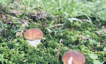 FOTO: Na hubárov sa v podtatranských lesoch počas víkendu usmialo šťastie