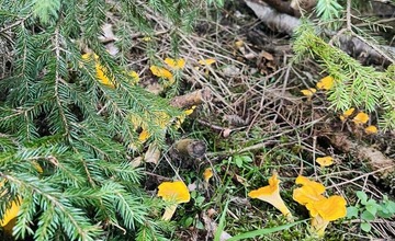 FOTO: Na hubárov sa v podtatranských lesoch počas víkendu usmialo šťastie