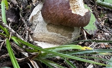 FOTO: Na hubárov sa v podtatranských lesoch počas víkendu usmialo šťastie