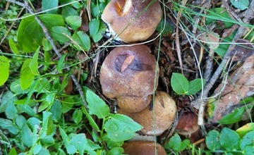 FOTO: Na hubárov sa v podtatranských lesoch počas víkendu usmialo šťastie