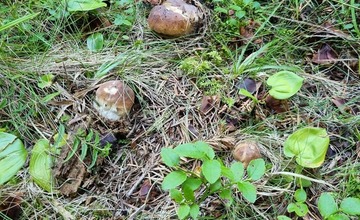 FOTO: Na hubárov sa v podtatranských lesoch počas víkendu usmialo šťastie