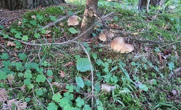 FOTO: Na hubárov sa v podtatranských lesoch počas víkendu usmialo šťastie