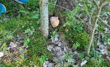 FOTO: Na hubárov sa v podtatranských lesoch počas víkendu usmialo šťastie