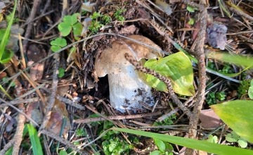 FOTO: Na hubárov sa v podtatranských lesoch počas víkendu usmialo šťastie