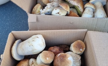 FOTO: Na hubárov sa v podtatranských lesoch počas víkendu usmialo šťastie