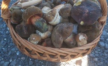 FOTO: Na hubárov sa v podtatranských lesoch počas víkendu usmialo šťastie