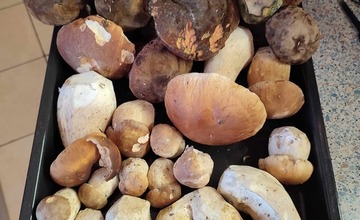 FOTO: Na hubárov sa v podtatranských lesoch počas víkendu usmialo šťastie