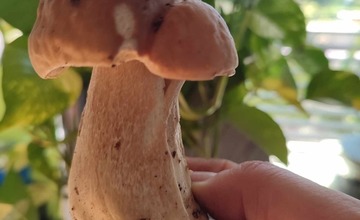 FOTO: Na hubárov sa v podtatranských lesoch počas víkendu usmialo šťastie