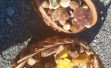 FOTO: Na hubárov sa v podtatranských lesoch počas víkendu usmialo šťastie