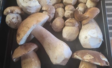 FOTO: Na hubárov sa v podtatranských lesoch počas víkendu usmialo šťastie