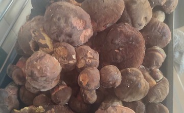 FOTO: Na hubárov sa v podtatranských lesoch počas víkendu usmialo šťastie