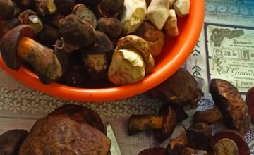 FOTO: Na hubárov sa v podtatranských lesoch počas víkendu usmialo šťastie