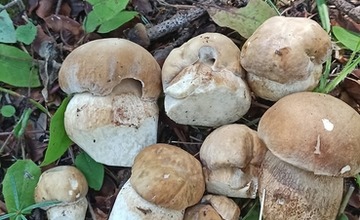 FOTO: Na hubárov sa v podtatranských lesoch počas víkendu usmialo šťastie