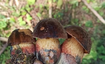 FOTO: Na hubárov sa v podtatranských lesoch počas víkendu usmialo šťastie