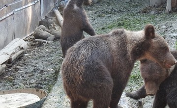 FOTO:  Medvedie siroty z Vysokých Tatier našli nový domov