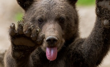 FOTO:  Medvedie siroty z Vysokých Tatier našli nový domov