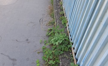 FOTO: Prešovské chodníky sú zarastené a zasahujú do nich konáre. Mesto tvrdí, že pracuje na ich odstraňovaní